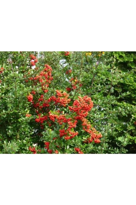 fidanistanbul Boylu Turuncu Ateş Dikeni, Saksıda