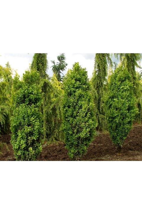 fidanistanbul Buxus Sempervirens Graham Blandy Kalem Şimşir, 20-40 Cm, Saksıda