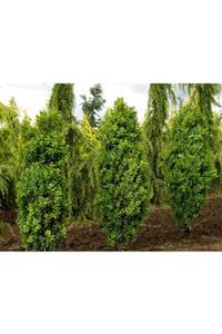 fidanistanbul Buxus Sempervirens Graham Blandy Kalem Şimşir, 20-40 Cm, Saksıda