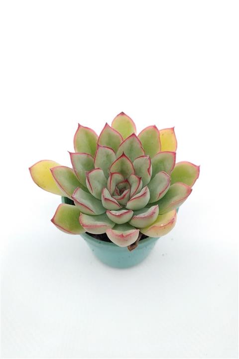 kaktuskent Echeveria Puludonis Sukulent - 5.5 cm Saksıda