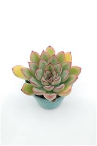 kaktuskent Echeveria Puludonis Sukulent - 5.5 cm Saksıda