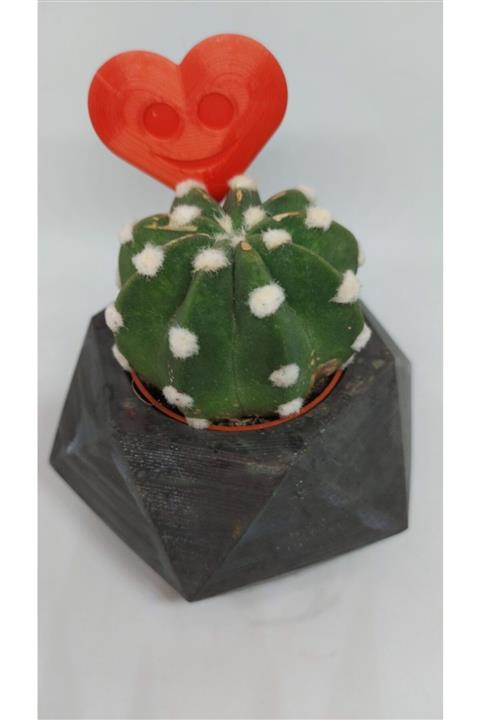 KAKTÜS JACK Kaktüs Ve Beton Saksı