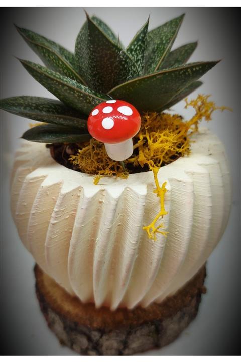 KAKTÜS JACK Haworthia Limifolia Ve Beyaz Taş Saksı