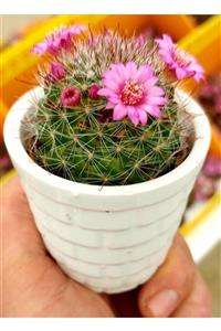 KAKTÜS JACK Çiçekli Mammilaria 6.5 Cm Seramik Saksıda