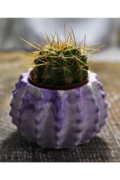 KAKTÜS JACK Kaktüs Ve Taş Saksı