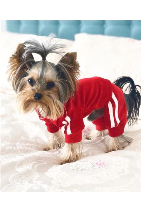 Patizade Kırmızı Kadife Kedi&köpek Tulum