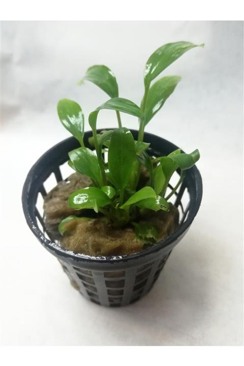 Derindere Aquatics Homalomena Sekadau South Akvaryum Canlı Bitki - Saksı