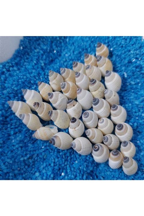 Aker Hediyelik Hesaplı 1cm Küçük Deniz Kabuğu 1kg Teraryum Deniz Kabukları Silis Akvaryum Süs Ufak Kabuk Tarzı