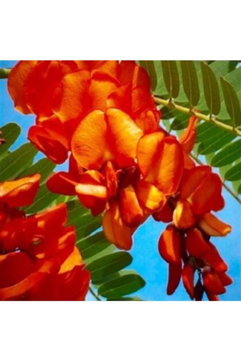 ALİBOTANİK Sesbanya Çiçeği 40 Cm Gösterişli Sesbania Punicea