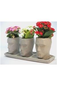 Hasal Süs Bitkileri Çeşitli Renkte Kalanşo Kalanchoe & Gri Trio Mini Vision Beton Saksıda Hediyelik Canlı Çiçek
