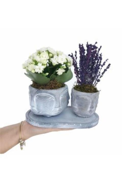 Hasal Süs Bitkileri Beyaz Kalanşo Kalanchoe & Kokulu Lavanta & Eskitme Face Beton Saksıda Hediyelik Canlı Çiçek