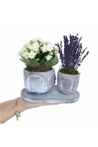Hasal Süs Bitkileri Beyaz Kalanşo Kalanchoe & Kokulu Lavanta & Eskitme Face Beton Saksıda Hediyelik Canlı Çiçek