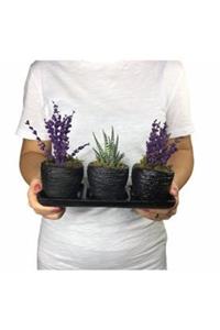 Hasal Süs Bitkileri Haworthia Sukulent & Kokulu Lavanta & Siyah Trio Curve Beton Saksıda Hediyelik Canlı Çiçek