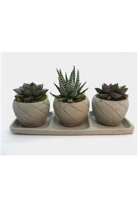 Hasal Süs Bitkileri Haworthia Ve Sukulent & Gri Trio Curve Beton Saksıda Hediyelik Canlı Çiçek