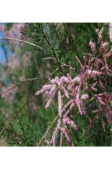 ALİBOTANİK Ilgın Fidanı 30 cm Tamarix Tetrandra