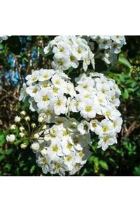 ALİBOTANİK Ispirya Çiçeği Keçi Sakalı 60 Cm Spiraea Vanhouttei