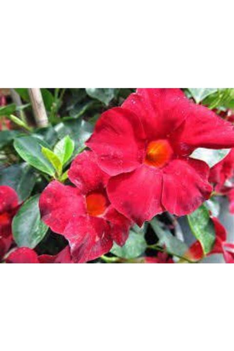 ALİBOTANİK Mandavilla Sarmaşığı Mandevilla