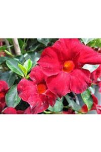 ALİBOTANİK Mandavilla Sarmaşığı Mandevilla