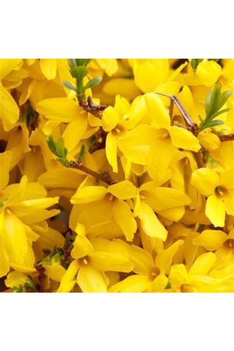 ALİBOTANİK Altın Çanak Forsitya Fidanı