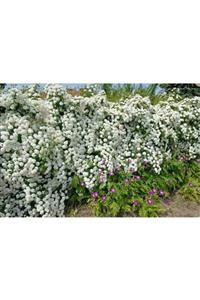 ALİBOTANİK Ispirya Çiçeği Keçi Sakalı Spiraea Vanhouttei