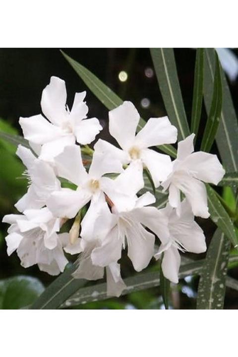 ALİBOTANİK Beyaz Zakkum Bitkisi 100 Cm