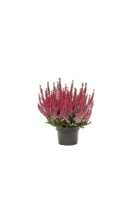 fidanistanbul Erica Carnea Funda Çiçeği, Saksıda