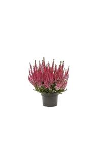fidanistanbul Erica Carnea Funda Çiçeği, Saksıda