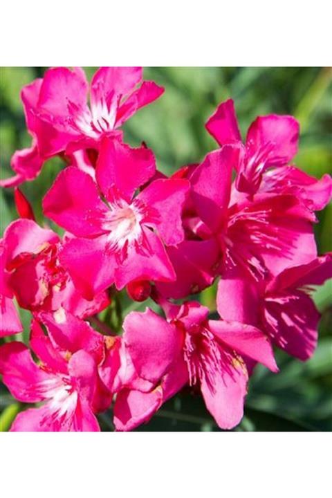 ALİBOTANİK Pembe Zakkum Çiçeği 100 Cm