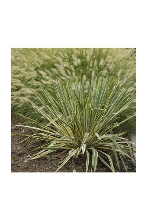 1001fidan Yucca Filamentosa Bright Edge Yuka Fidanı