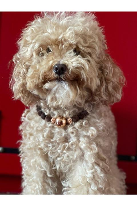 Pawtopia Handmade Köpek Tasma Kolyesi