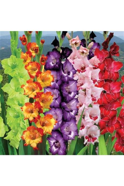 Vipfoni Glayöl Çiçeği Soğanı - Karışık 50 Adet