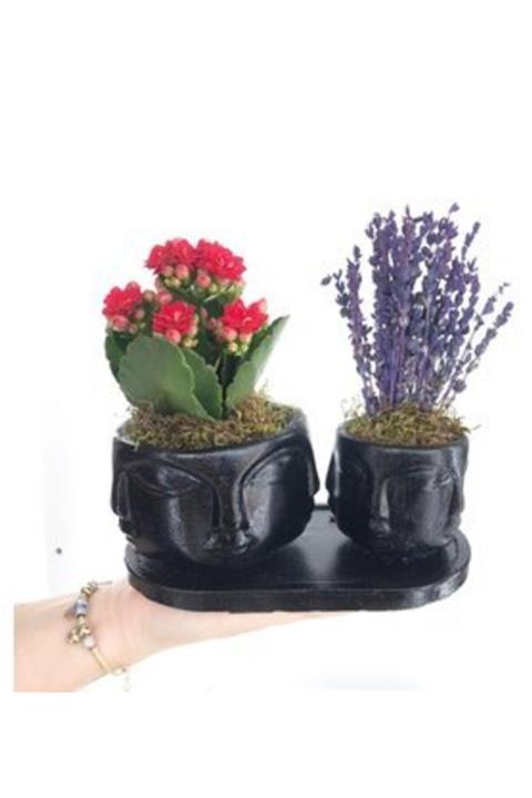 Hasal Süs Bitkileri Kırmızı Kalanşo Kalanchoe & Kokulu Lavanta & Siyah Face Beton Saksıda Hediyelik Canlı Çiçek