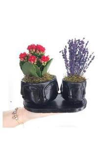 Hasal Süs Bitkileri Kırmızı Kalanşo Kalanchoe & Kokulu Lavanta & Siyah Face Beton Saksıda Hediyelik Canlı Çiçek