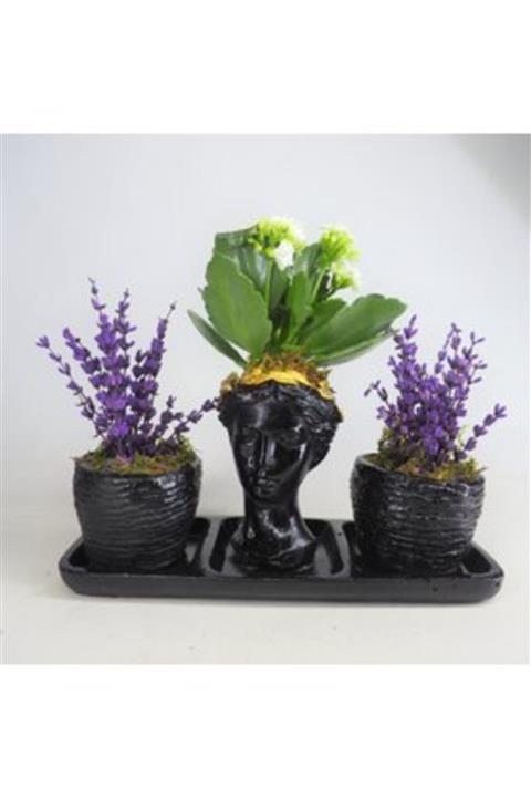 Hasal Süs Bitkileri Beyaz Kalanşo Kalanchoe & Kokulu Lavanta & Siyah Helen Ve Curve Beton Saksıda Canlı Çiçek