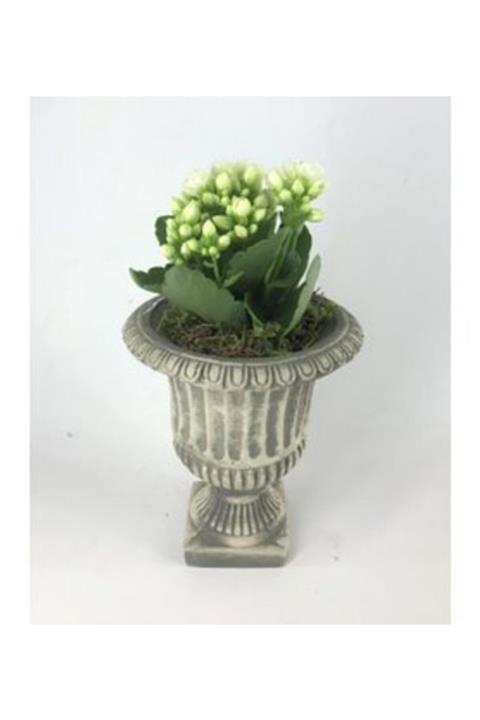 Hasal Süs Bitkileri Sarı Beyaz Kalanşo Kalanchoe & Gri Antik Beton Saksıda Hediyelik Canlı Çiçek