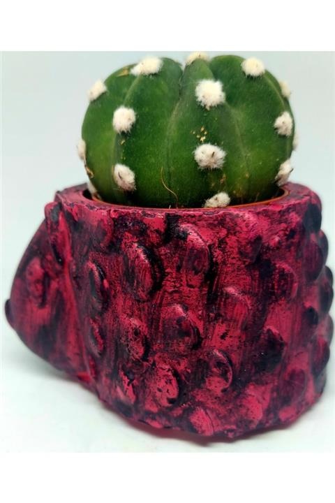 KAKTÜS JACK Astro Kirpi Taş Saksısı