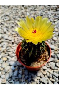 Astro Kaktüs Sukulent Notocactus Buiningii