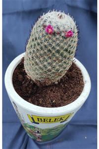 Pagoda Mammillaria-11 Cm Saksı-ref 01b/95-kaktüs