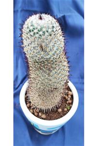 Pagoda Mammillaria-11 Cm Saksı-ref 01b/95