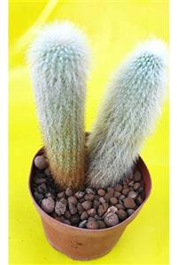 Pagoda Cleistocactus Straussii 8,5 cm Saksı ref 17c/45d