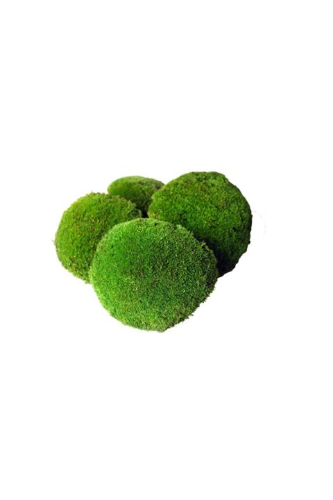 Doğal Yosun Top Yosun Şoklanmış 500 Gr. Ballmoss Yosun