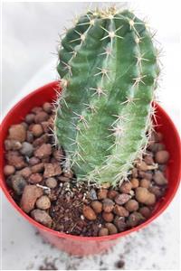 Pagoda Echinocereus-8.5 Cm Saksı-kaktüs-ref 17e/81