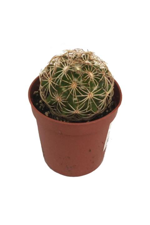 Palmiye Coryphantha Greenwoodii (5,5 Cm Saksıda)