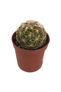 Palmiye Coryphantha Greenwoodii (5,5 Cm Saksıda)