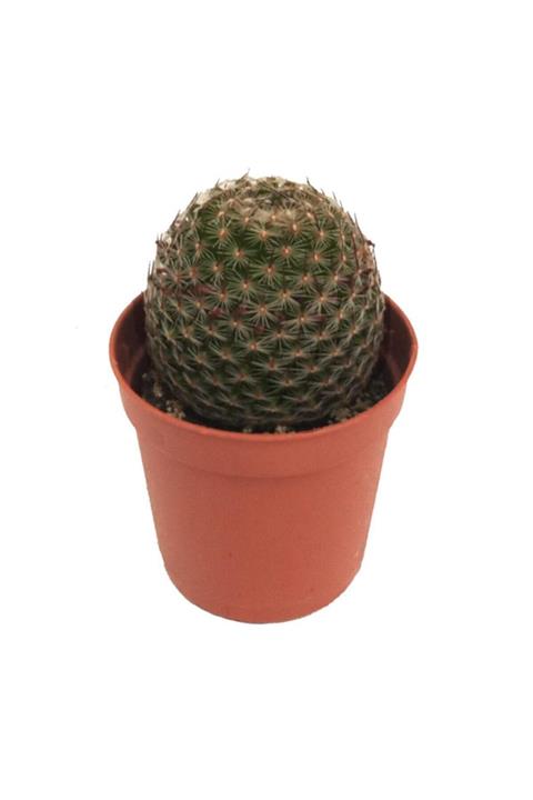 Palmiye Mammillaria Lanata  (5,5 Cm Saksıda)