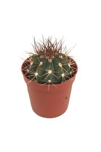 Palmiye Melocactus Azureus 5,5 cm Saksıda