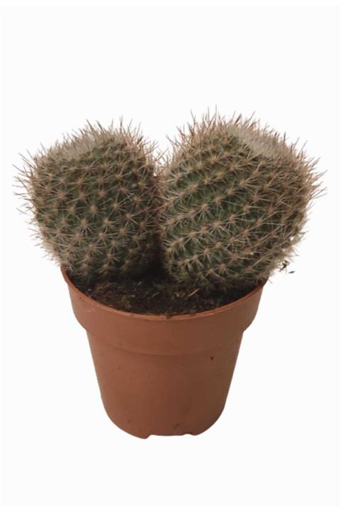 DİLEK DÜKKANI Saksıda Notocactus Schlessorii Kaktüs Model No:1109