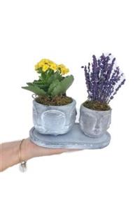 Hasal Süs Bitkileri Sarı Kalanşo Kalanchoe & Kokulu Lavanta & Eskitme Face Beton Saksıda Hediyelik Canlı Çiçek