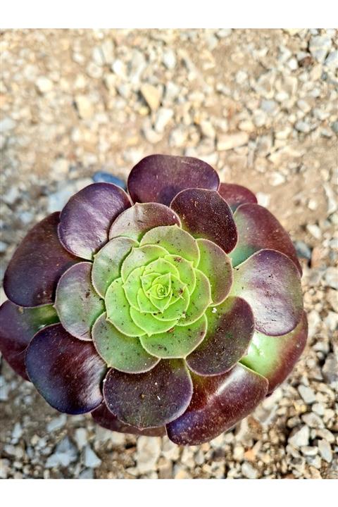 Astro Kaktüs Sukulent Aeonium Velours Sukulent
