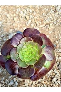 Astro Kaktüs Sukulent Aeonium Velours Sukulent